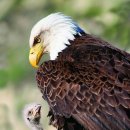 독수리 이미지