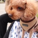 안양펫애견용품할인마트 이미지