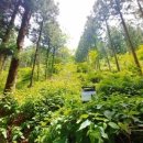“이런 기회가”… 미공개 제주 ‘비밀의 숲’ 개방 이미지