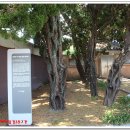 화진리 구진마을 앉은 줄다리기 이미지