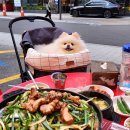 정아애견 이미지