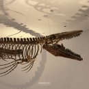 목포자연사박물관 | 목포 가볼 만한 곳 추천, 자연사박물관 후기 (아이와 함께 다녀오기 좋은 곳)