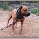 월드켄넬 이미지