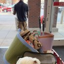 대해DC마트 | CR1 버지니아 입국 후 22일 일상 후기 | 강아지 동반 입국, 집 꾸미기, 동네 나들이