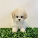 불도저 독 케어 센터 | 화이트테리어분양 서울강아지분양 헬스독 송파점 방문후기