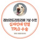 언양동물병원 | 울산대형견수술 대형견TPLO [울산외과동물병원/언양동물병원 남창동물병원 울산중구 울산북구]