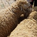 현기목장 이미지