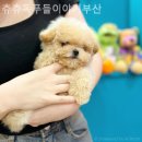 츄츄독 푸들이야기 부산 강아지분양 이미지