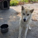 글로벌진돗개 이미지