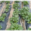 굿모닝농장 이미지