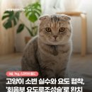 강북동물병원 | 고양이 소변 실수와 요도 협착, '회음부 요도루조성술'로 완치, 길음미아동물병원, N동물의료센터 강북점