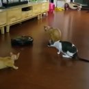 형님저예요 이미지