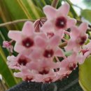 호야약국 이미지