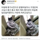 환기 시키려고 창문 열어놨더니 추운데 바깥 구경은 하고 싶어서 왔다 갔다 하는 고양이에게 주인은 이미지