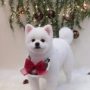 허그퍼피 이미지