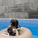 더모스트풀빌라펜션 이미지