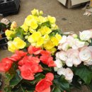 꽃베고니아 -대품2색깔다르게 3개묶음 이미지