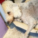 내안에너있DOG 이미지