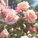 이수표농장 이미지