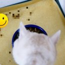 멍이와 냥이의 부엌 이미지