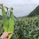 대학찰옥수수 이미지