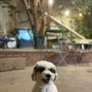 주인바쁨24 무인카페 | [연산동 월월월 앳더 모먼츠] 애견놀이터 있는 24시 무인 애견카페