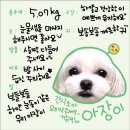 펫라운지 애견유치원 애견호텔 애견미용 이미지