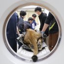 호랑이 동물병원 이미지