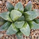 아스피롤라금 실생 이미지