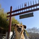 강아지 대통령 | 죽녹원 애견동반, 산책불가 강아지 동행 시 주의사항! 주차 및 족욕 담양 여행기