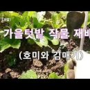 비 안오는 5월 가뭄.. 텃밭 물주는 방법! 헛호미질! 김매기 후 물 주기 이미지