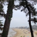 에바다애견
