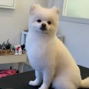 코모네 펫하우스 이미지