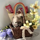 오독안심분양센터 강아지분양 고양이분양 대구점 이미지