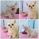 김해 강아지분양 고양이분양 똥강아지 이미지