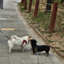 사동 8호공원 화장실 | 안산시 사동 "안산호수공원" 후기