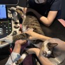 24시청주나음동물메디컬 | 청주동물병원 24시청주나음동물메디컬에서 쭈 심장초음파 받은 후기