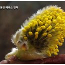 버들민박 이미지