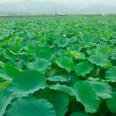 백화원연꽃영농조합법인 이미지