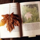 배화여자중학교 이미지