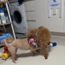 꿈꾸는개 이미지