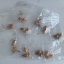 사랑초 마쏘노룸 이미지
