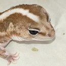 발꾸락게코