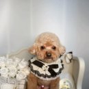 벨르시앙 이미지