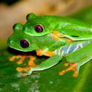 청개구리 이미지