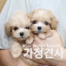 전주강아지분양 미니퍼피 가정견사 직영 이미지