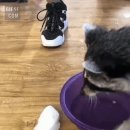 라쿤솜사탕
