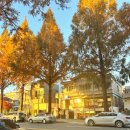 용지로239번길 | 창원메타세콰이어길 가로수 단풍 가을 11월 가볼만한곳 TOP3