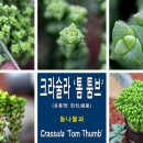 희성다육식물원