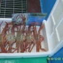 울진대게 이미지